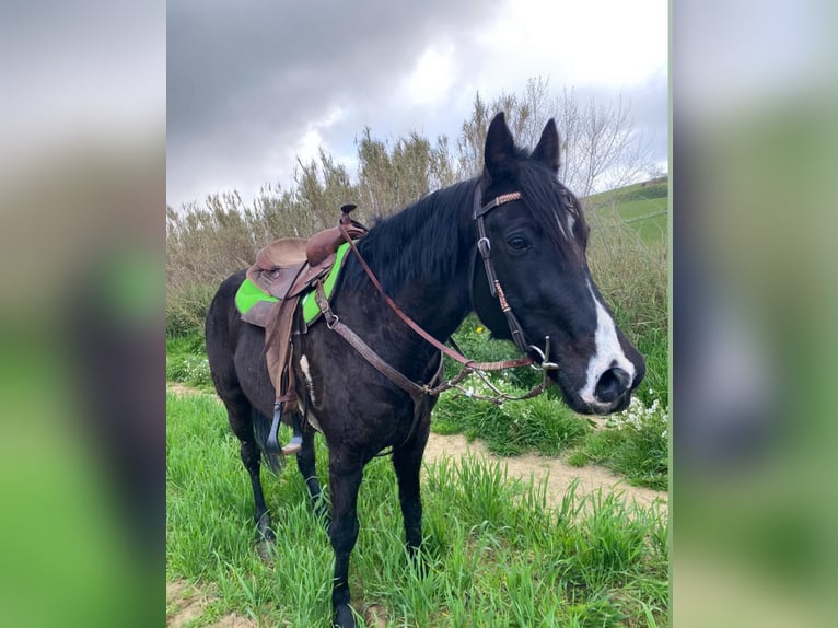 Other Breeds Gelding 11 years 15,1 hh Black in Solarino