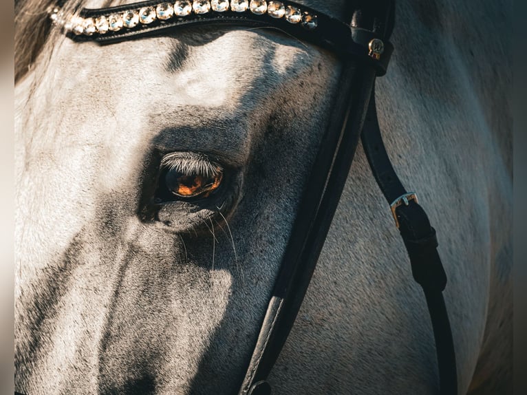 Other Breeds Gelding 11 years 15,2 hh Grey in Nettersheim