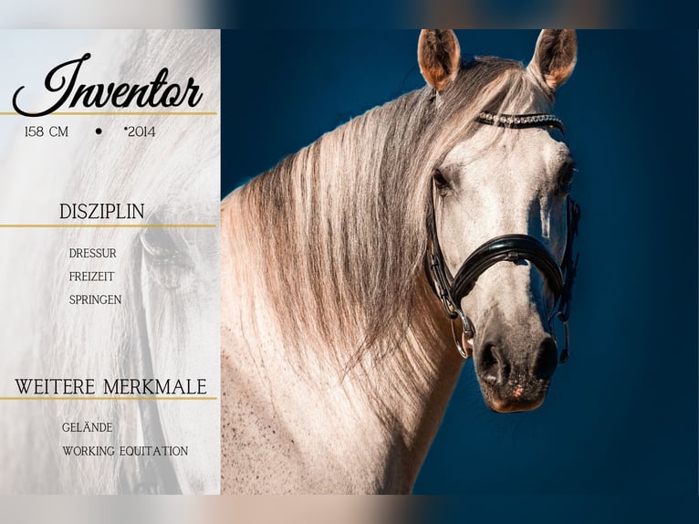 Other Breeds Gelding 11 years 15,2 hh Grey in Nettersheim