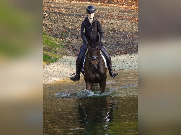 Other Breeds Gelding 11 years 15,3 hh Brown in Nettersheim