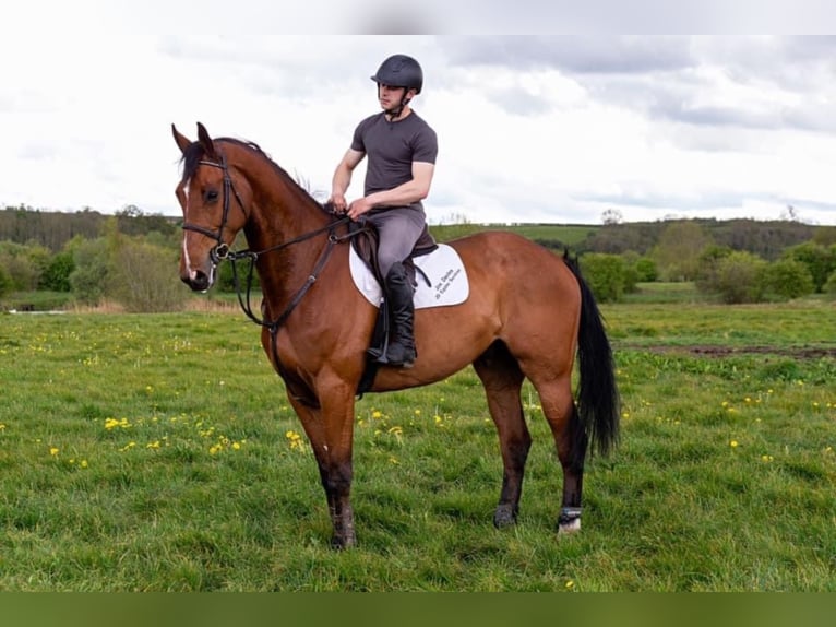 Other Breeds Gelding 11 years 16,2 hh Bay in West Yorkshire