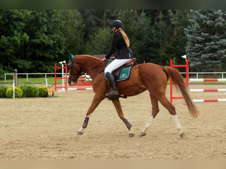 Other Breeds Gelding 11 years 16.2 hh Chestnut-Red in Grudziądz