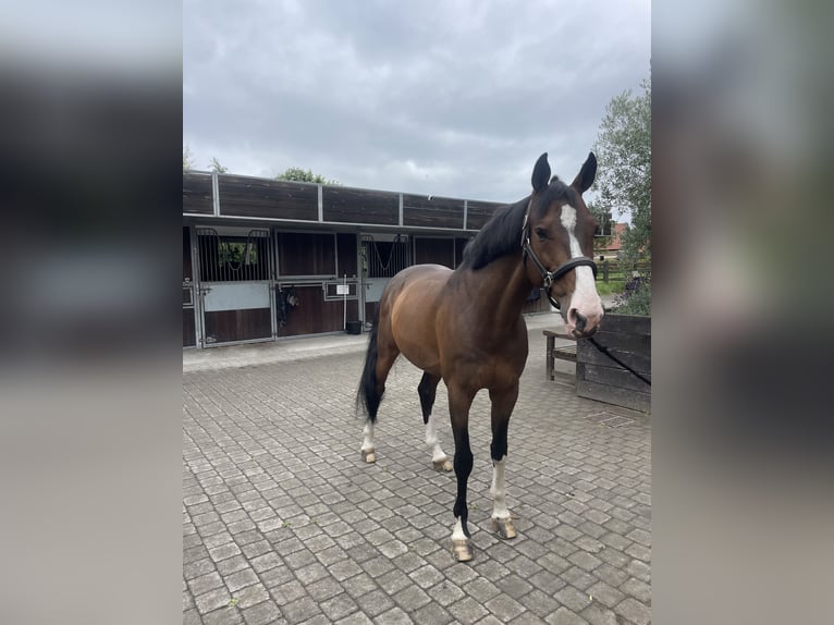 Other Breeds Gelding 11 years 16 hh Brown in Fretin