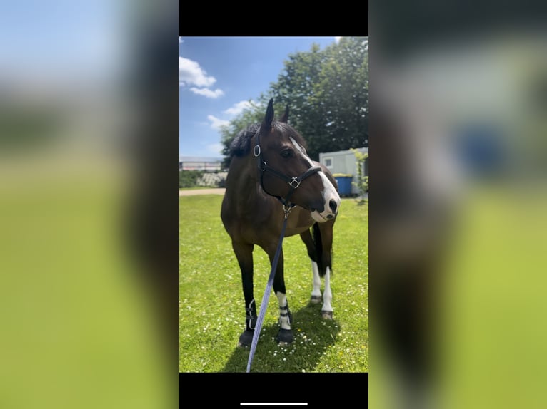 Other Breeds Gelding 11 years 16 hh Brown in Fretin