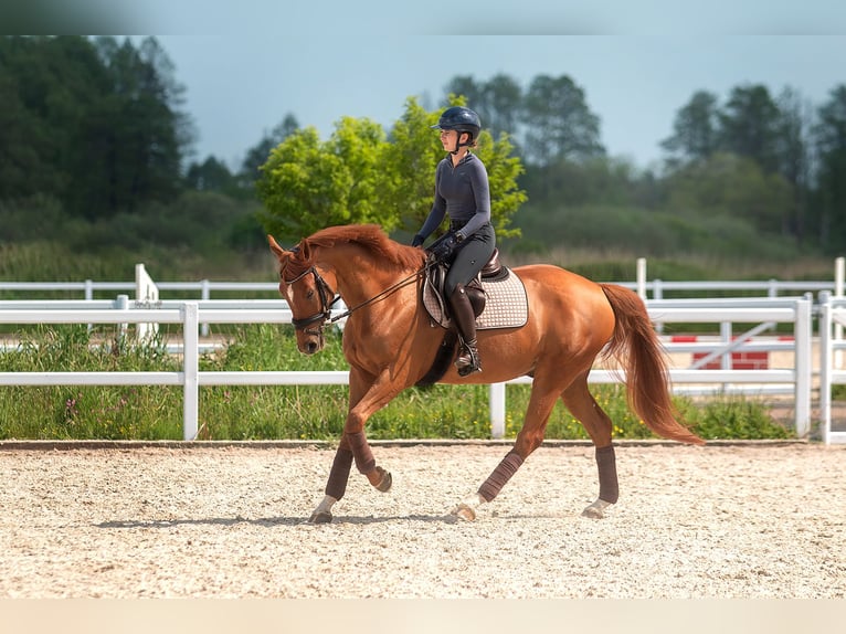 Other Breeds Gelding 11 years 16 hh Chestnut-Red in Zaręby