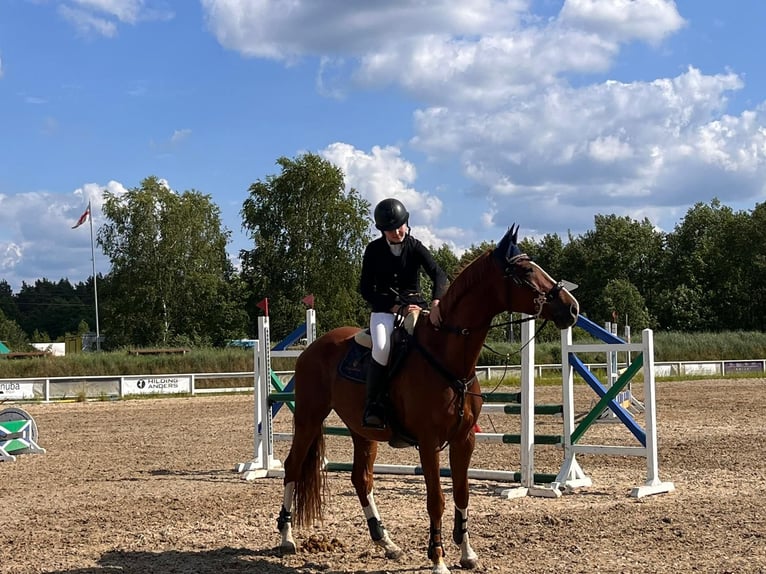 Other Breeds Gelding 11 years 16,2 hh Chestnut-Red in Grudziądz