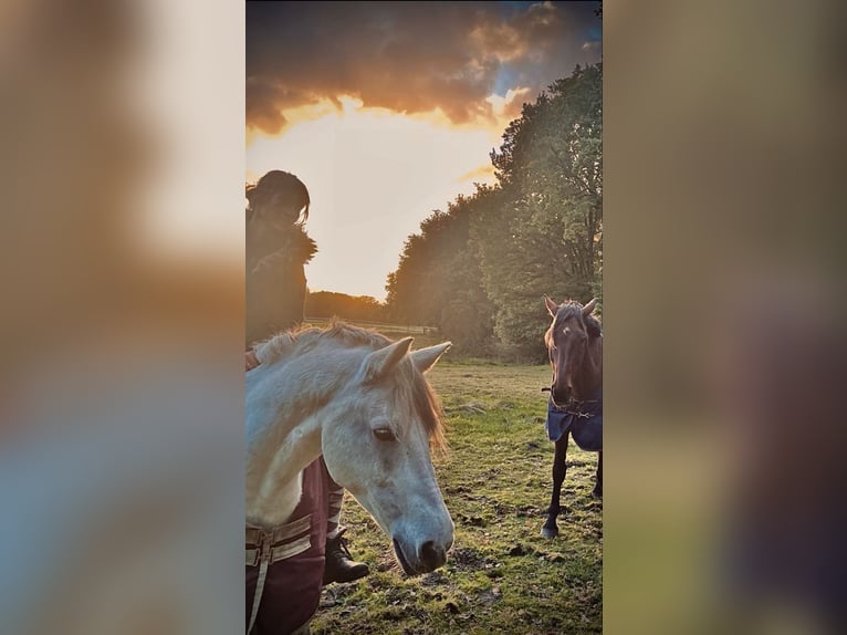 Other Breeds Gelding 11 years in Cuxhaven