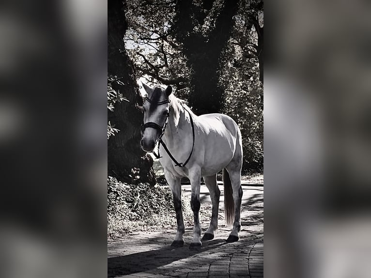 Other Breeds Gelding 11 years in Cuxhaven