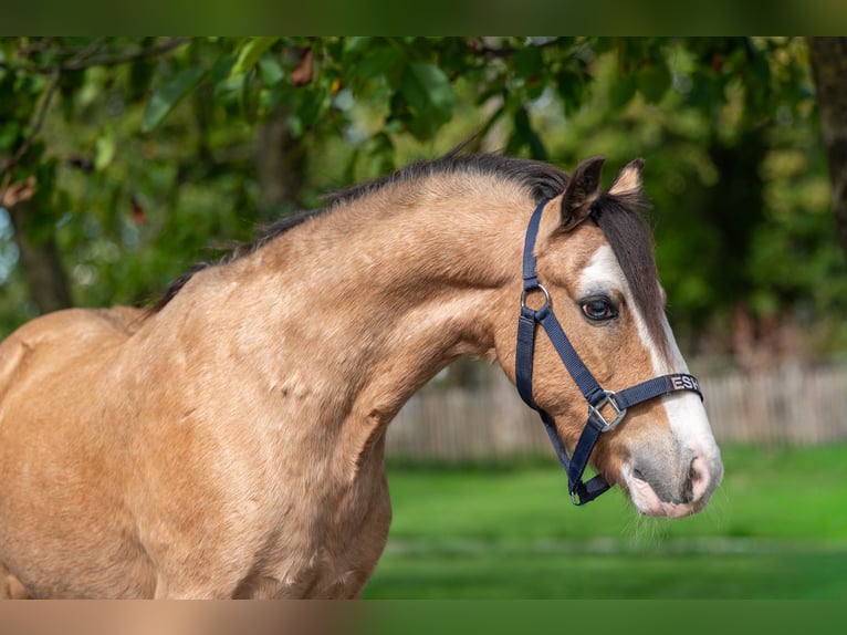 Other Breeds Gelding 12 years 11 hh Dun in GROTE-BROGEL