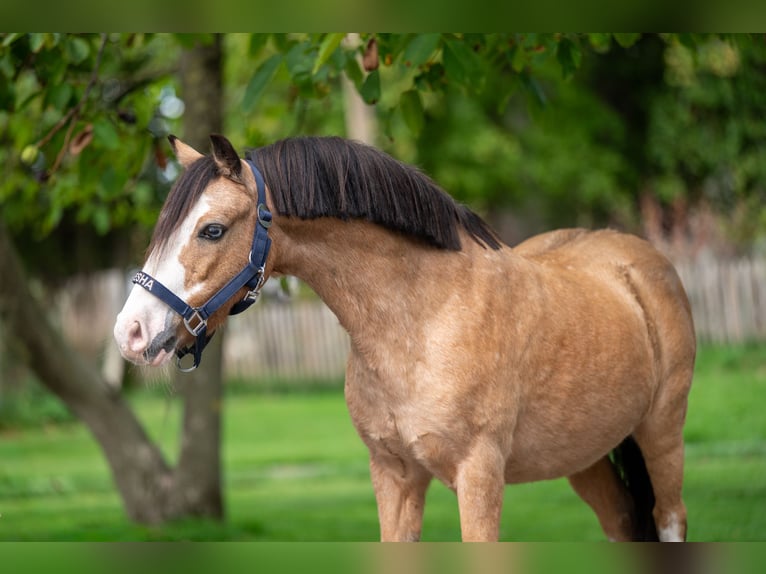 Other Breeds Gelding 12 years 11 hh Dun in GROTE-BROGEL