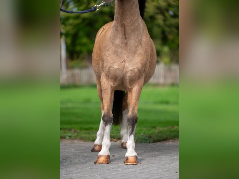 Other Breeds Gelding 12 years 11 hh Dun in GROTE-BROGEL