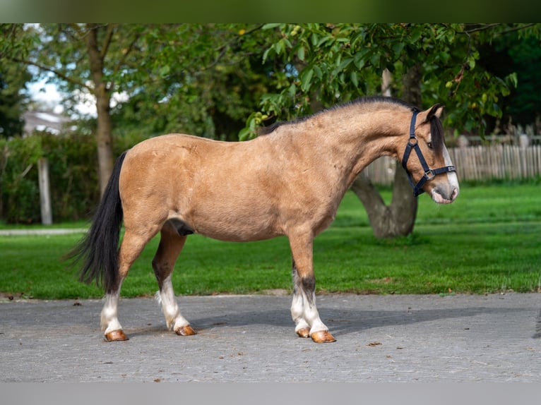 Other Breeds Gelding 12 years 11 hh Dun in GROTE-BROGEL