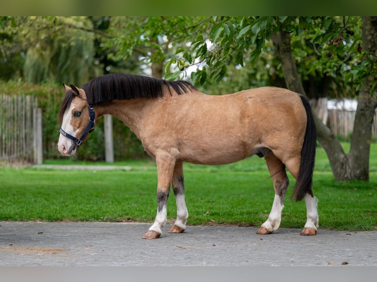 Other Breeds Gelding 12 years 11 hh Dun in GROTE-BROGEL