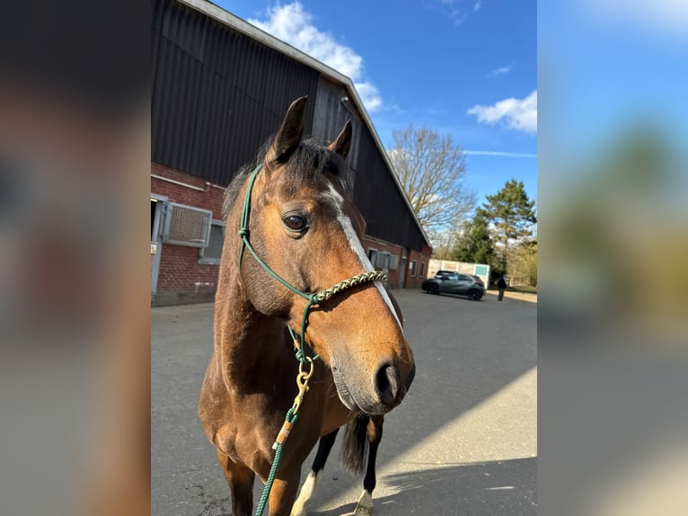 Other Breeds Gelding 12 years 13.3 hh Brown in Münster