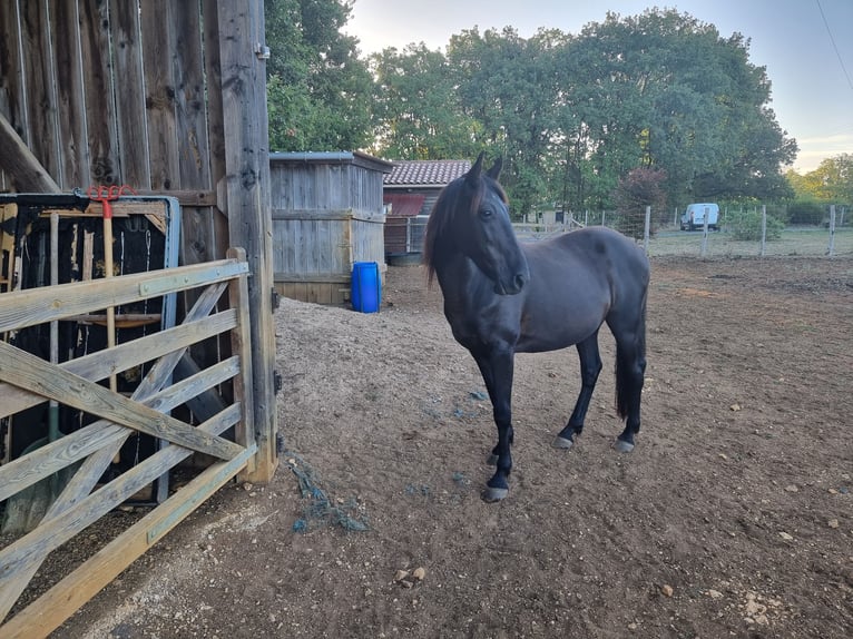 Other Breeds Gelding 12 years 14.2 hh Black in Val de Louyre et Caudeau