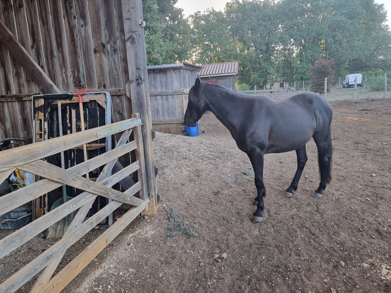 Other Breeds Gelding 12 years 14.2 hh Black in Val de Louyre et Caudeau