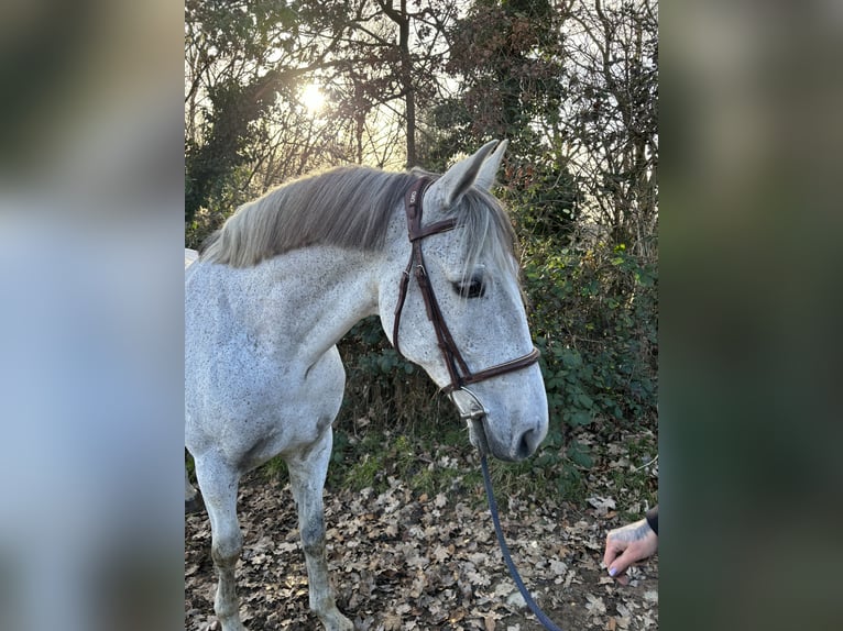 Other Breeds Mix Gelding 12 years 14,2 hh Gray in Oirsbeek