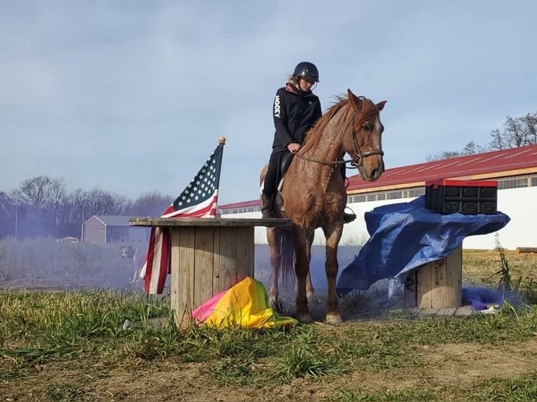 Other Breeds Mix Gelding 12 years 14 hh Roan-Red in Somerset