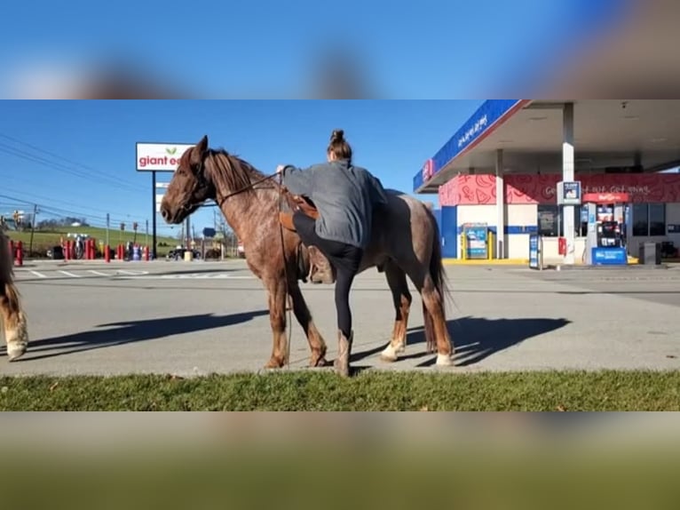 Other Breeds Mix Gelding 12 years 14 hh Roan-Red in Somerset