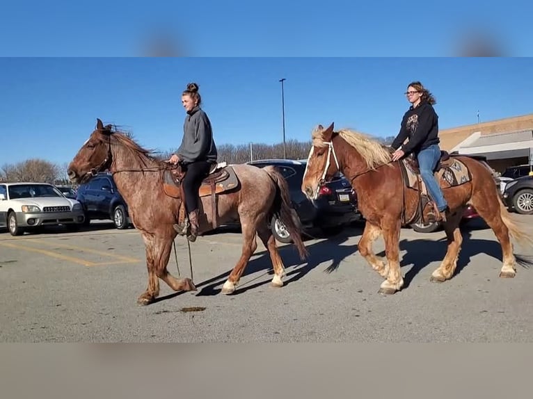 Other Breeds Mix Gelding 12 years 14 hh Roan-Red in Somerset