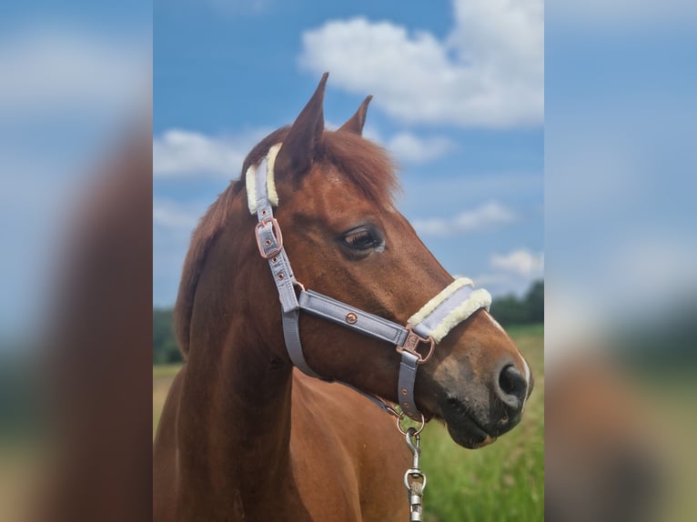 Other Breeds Mix Gelding 12 years 15,1 hh Chestnut-Red in Hannover