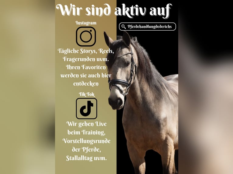 Other Breeds Gelding 12 years 15,2 hh Buckskin in Nettersheim