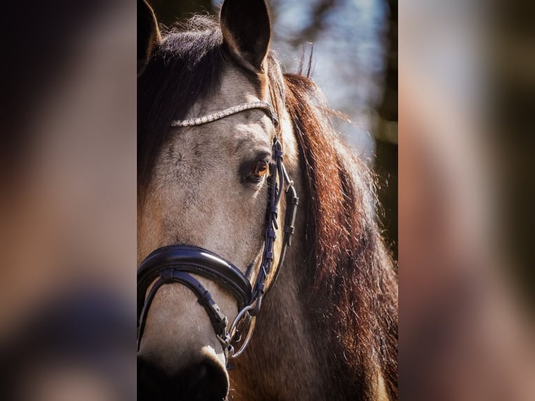 Other Breeds Gelding 12 years 15,2 hh Buckskin in Nettersheim