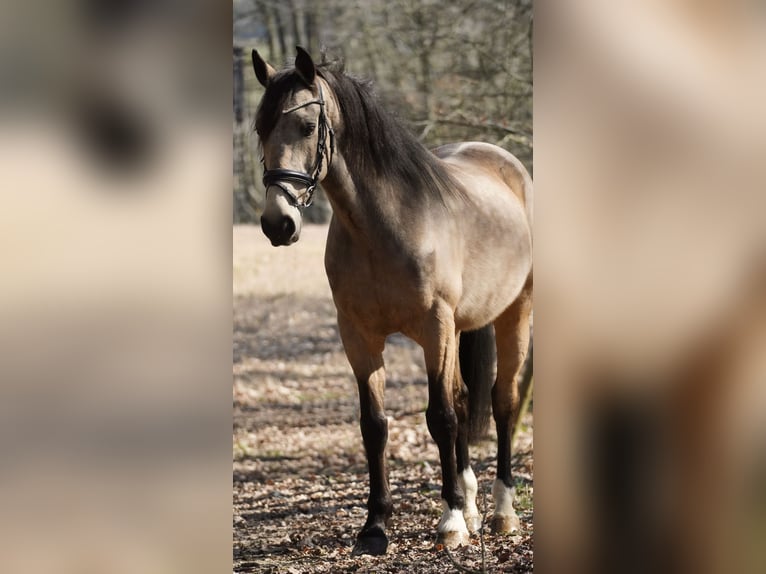 Other Breeds Gelding 12 years 15,2 hh Buckskin in Nettersheim