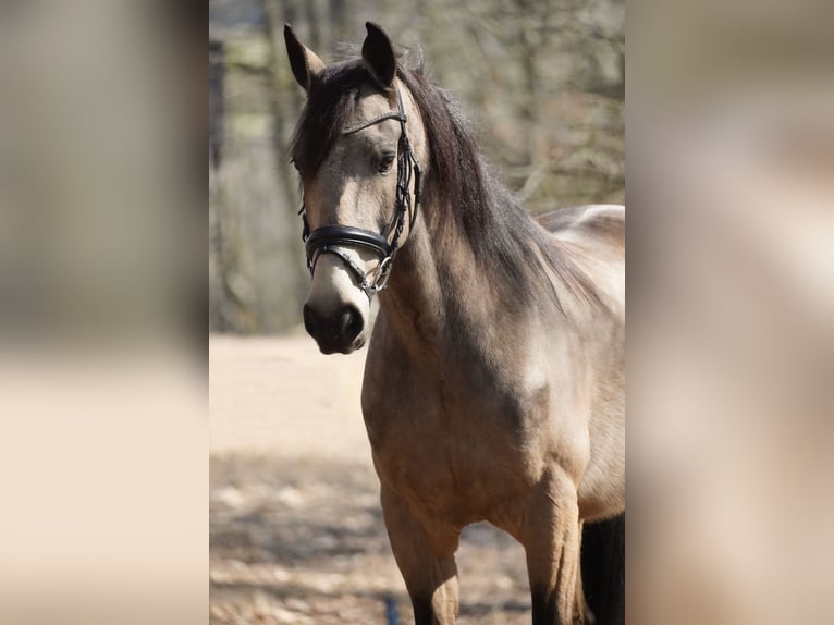 Other Breeds Gelding 12 years 15,2 hh Buckskin in Nettersheim