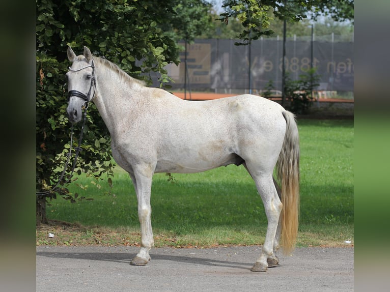 Other Breeds Gelding 12 years 15,3 hh Gray in Schwäbisch Gmünd