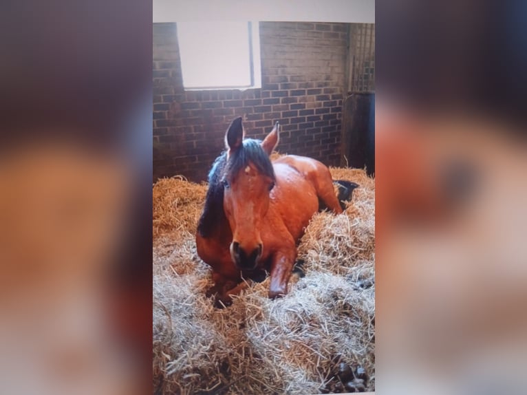 Other Breeds Gelding 12 years 15 hh Brown in Emmen