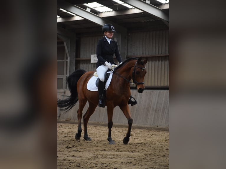 Other Breeds Gelding 12 years 15 hh Brown in Emmen