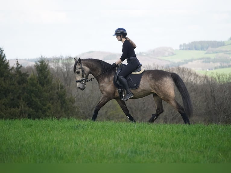 Other Breeds Gelding 12 years 15,2 hh Buckskin in Nettersheim