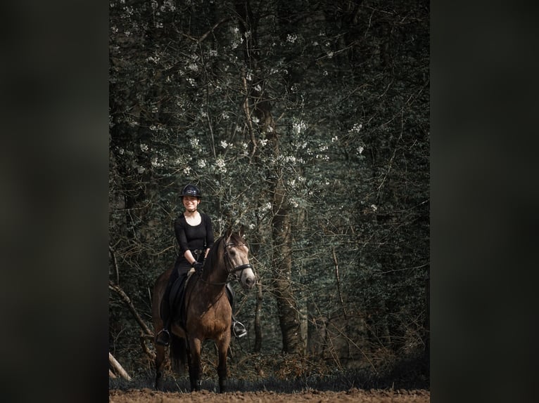 Other Breeds Gelding 12 years 15,2 hh Buckskin in Nettersheim