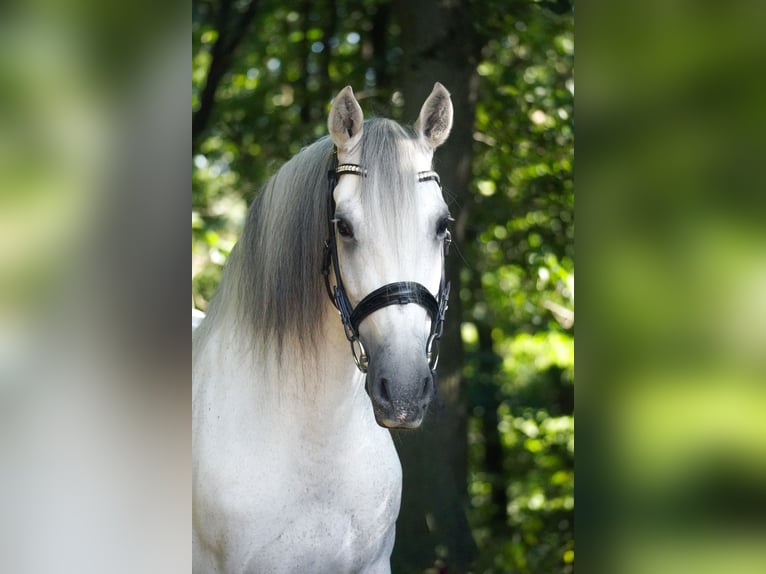 Other Breeds Gelding 12 years 15,2 hh Grey in Nettersheim