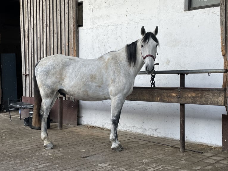 Other Breeds Gelding 12 years 15,2 hh Grey in Bobingen Other Breeds Gelding 12 years 15,2 hh Grey in Bobingen