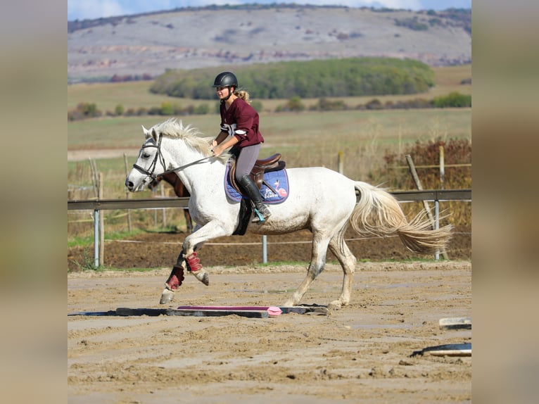 Other Breeds Gelding 12 years 15,2 hh Grey in София / Sofija Other Breeds Gelding 12 years 15,2 hh Grey in София / Sofija