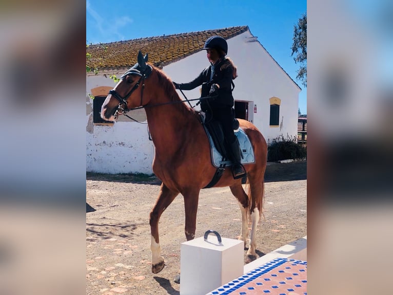 Other Breeds Gelding 12 years 16,1 hh in Almenara