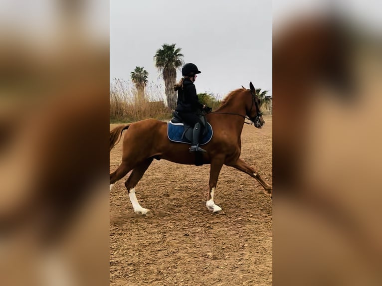 Other Breeds Gelding 12 years 16,1 hh in Almenara