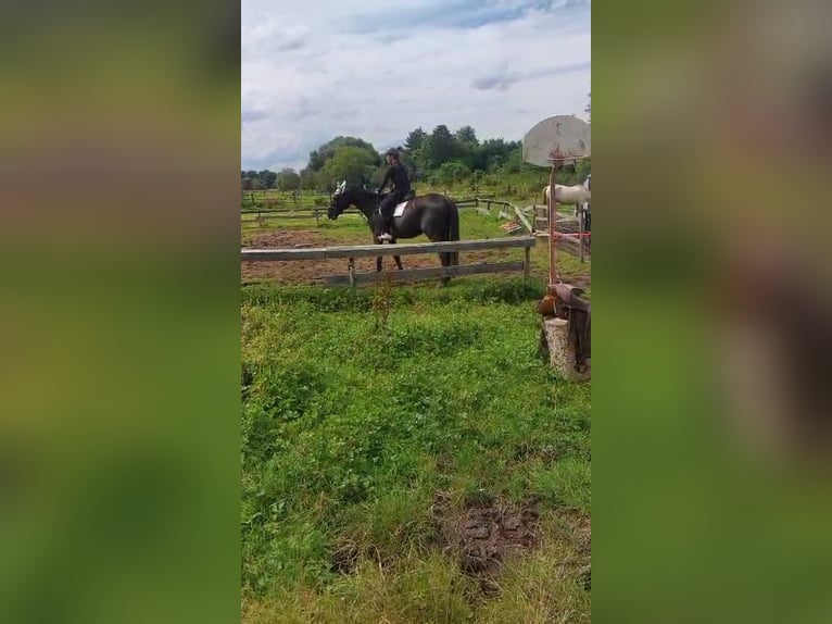 Other Breeds Gelding 12 years 16,3 hh Black in Jülich