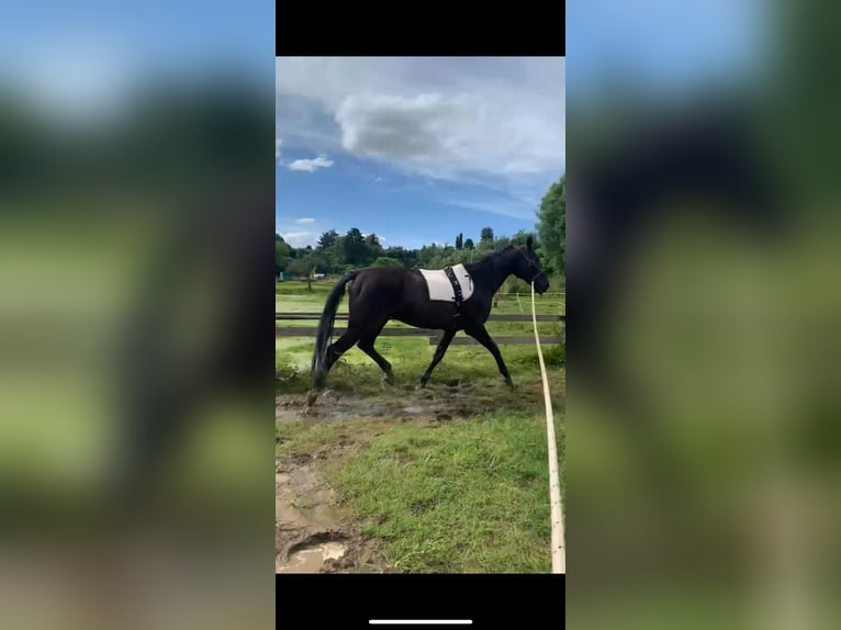 Other Breeds Gelding 12 years 16,3 hh Black in Jülich