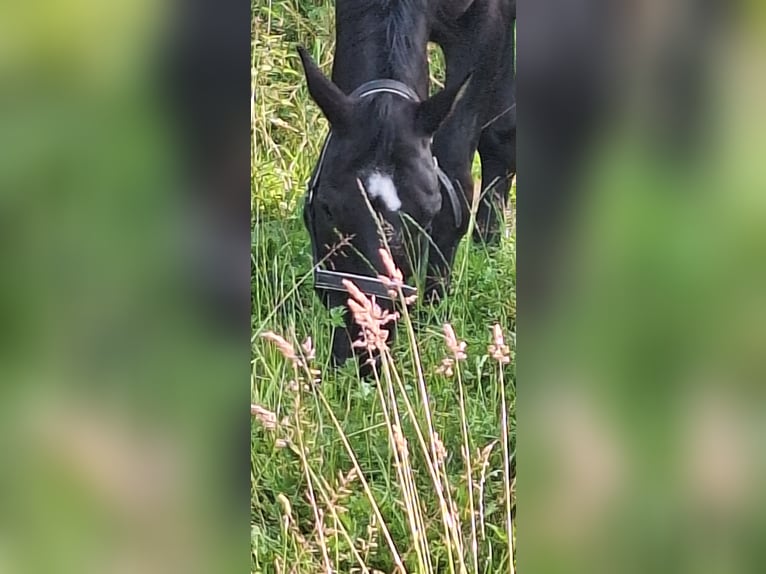 Other Breeds Gelding 12 years 16,3 hh Black in Jülich