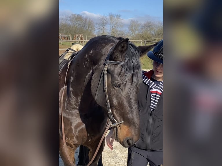 Other Breeds Gelding 12 years 16 hh Black in Le Mans