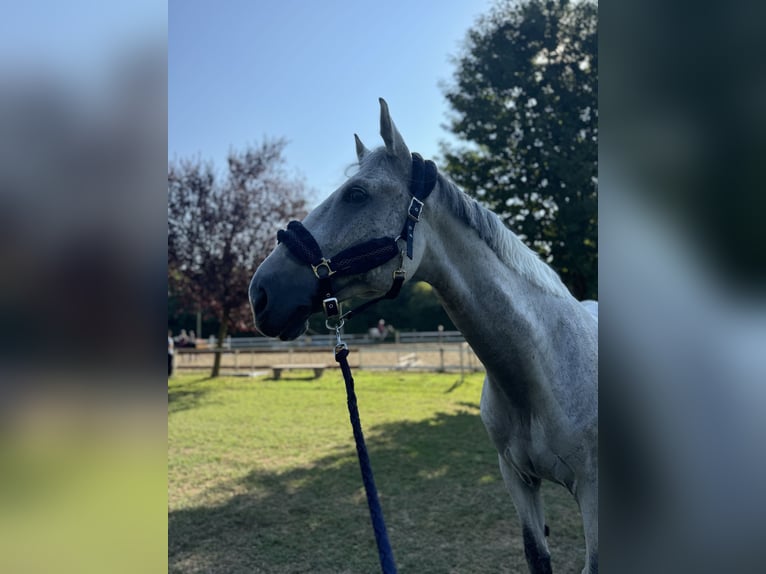 Other Breeds Gelding 12 years 16 hh Gray in Paderno Franciacorta