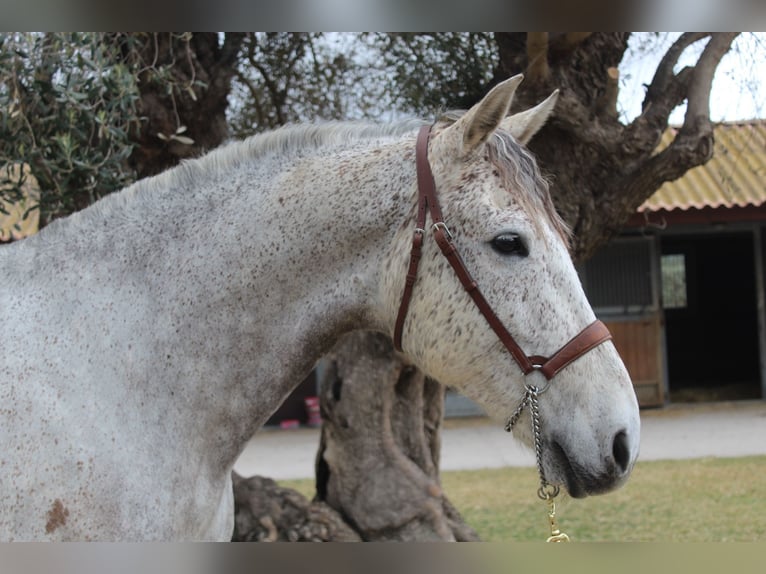 Other Breeds Gelding 12 years 16,1 hh Grey in Xabia/Javea