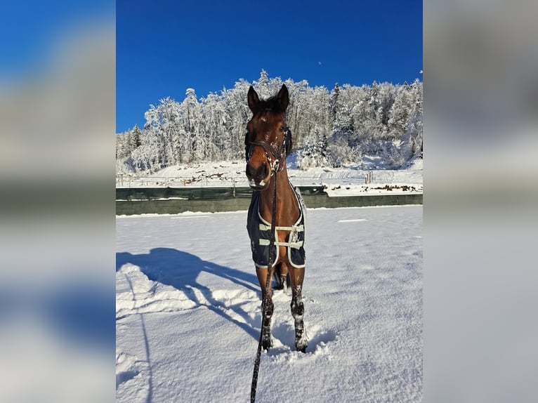 Other Breeds Gelding 12 years 17 hh Bay in Ljubljana - dostava