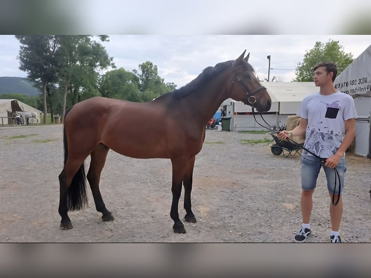 Other Breeds Gelding 12 years 17 hh Bay in Ljubljana - dostava