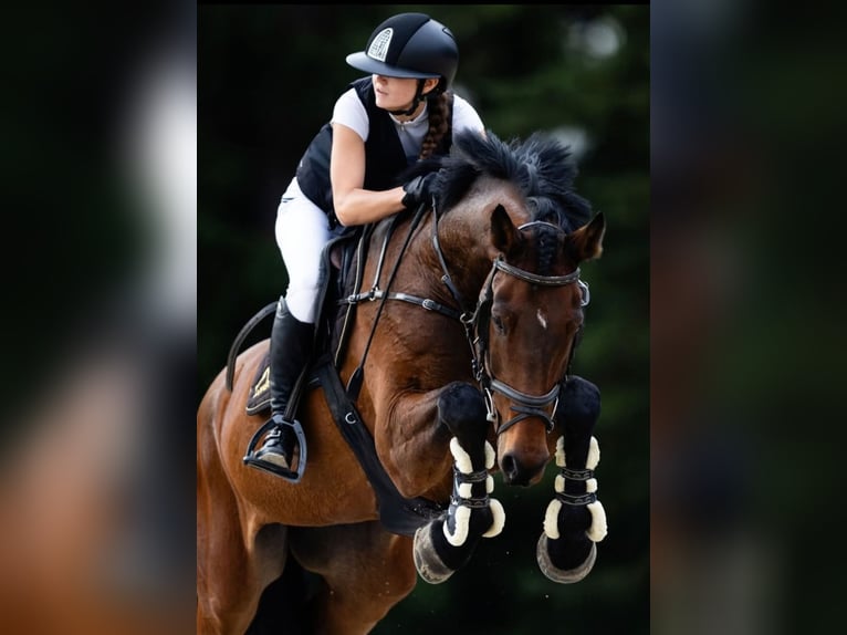 Other Breeds Gelding 12 years 17 hh Bay in Ljubljana - dostava