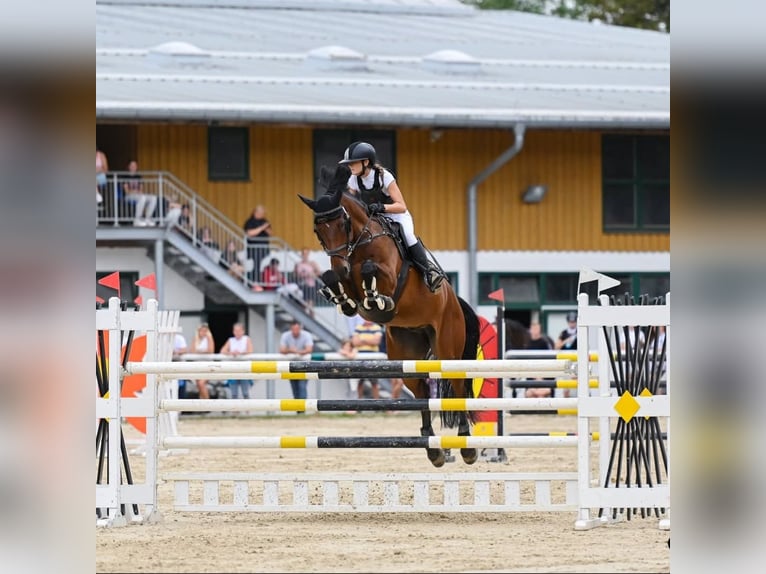 Other Breeds Gelding 12 years 17 hh Bay in Ljubljana - dostava