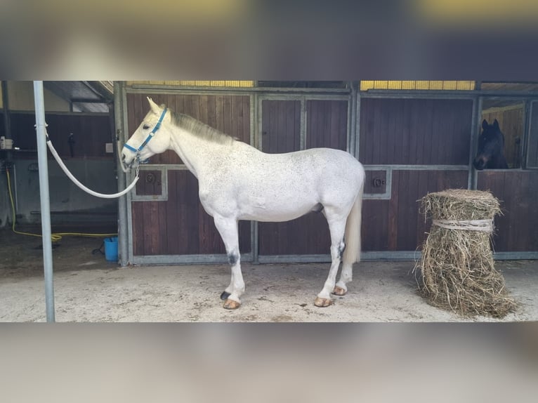 Other Breeds Gelding 12 years 17,2 hh Grey in Ferruccia